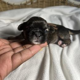 Oakley - Sable and white male Shih Tzu puppy in Lake City, South Carolina from Precious Lil Tzus