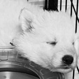 Boy 10 - White male German Shepherd puppy in Valley Springs, South Dakota from Von Pasch German Shepherds