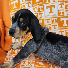 Bluetick Coonhound and Labrador Retriever Puppies from Five Oaks Retreat