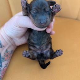 Winston - Brindle male Dachshund puppy in Barnard, Missouri from KB Doxies