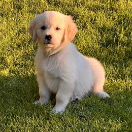 Chip Lime Green - Light golden male Golden Retriever puppy in Battleground, Washington from Brooklin Canine