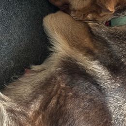 Lilith - German Shepherd