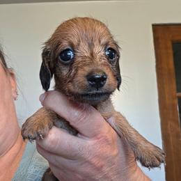 Lil Red - Red female Dachshund puppy in El Paso, Texas from Mells Weenies
