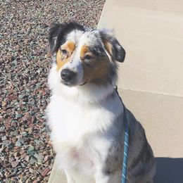 Dolly - Aussiedoodle