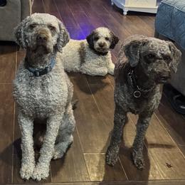 Lagotto Romagnolo puppies from Moreno Casa De Honos