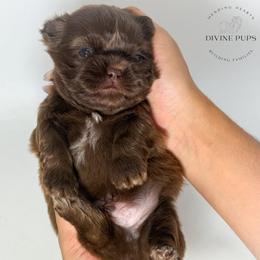 Frito - Chocolate male Shih Tzu puppy in League City, Texas from Divine Pups