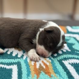 4 - White and red female Border Collie puppy in New Mexico from Twisted Biscuit Border Collies