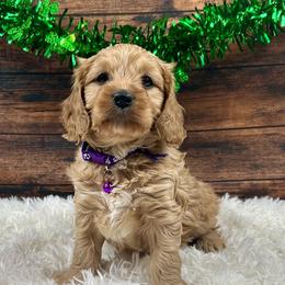 Drizella (Ella) - Red female Cavapoo puppy in Lancaster, Missouri from Cavapoo Acres