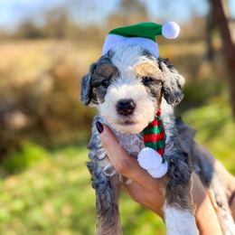 Asics - Blue merle male Bernedoodle puppy in Rose Hill, North Carolina from Red Door Canines