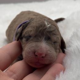 Dixie - Merle female Bernedoodle puppy in Claremont, North Carolina from Magnolia Grove Farms