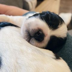 Shichons from Whimsy Teddy Bear Puppies