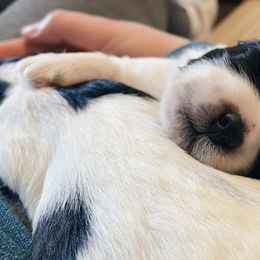 Shichons from Whimsy Teddy Bear Puppies