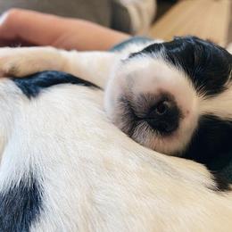 Shichons from Whimsy Teddy Bear Puppies