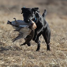 Mighty - Labrador Retriever