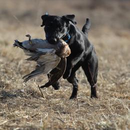 Mighty - Labrador Retriever