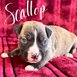 Scallop - Fawn brindle male American Pit Bull Terrier puppy in Nine Mile Falls, Washington from Bartin Kennels