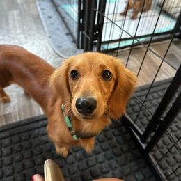 Ginger - Dachshund