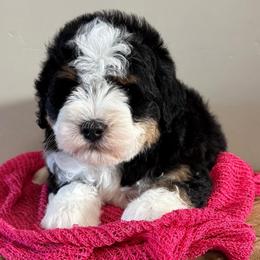 Daisy - Tri-color female Bernedoodle puppy in Horseshoe Bend, Idaho from Over the Moon Poodles and Doodles