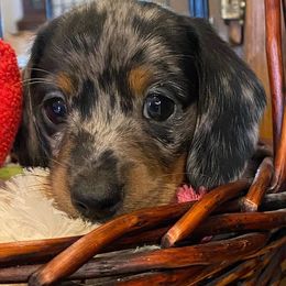 Dachshunds and Golden Retrievers from Triple G Kennels