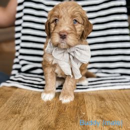 Buddy (blue boy) - Apricot Goldendoodle puppy in Cleburne, Texas from Garrett Family Doodles