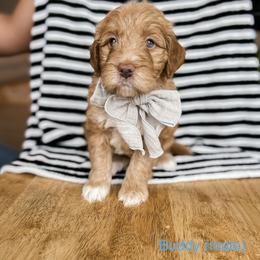 Buddy (blue boy) - Apricot Goldendoodle puppy in Cleburne, Texas from Garrett Family Doodles