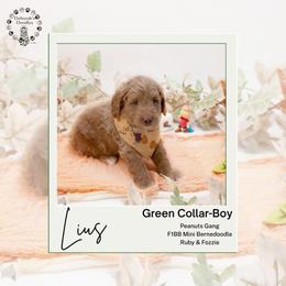 Green collar - Linus - Yellow and white male Bernedoodle puppy in Lexington, North Carolina from Deborah’s Doodles