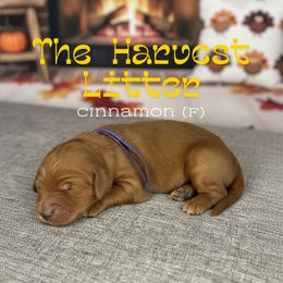 Cinnamon - Apricot female Goldendoodle puppy in Houston, Texas from Golden Life Doodles