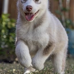 Siberian Huskies from Icewind Siberians