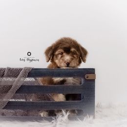 Bernedoodle and Aussiedoodle Puppies from Lillybee