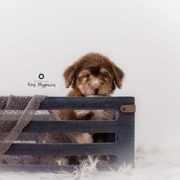 Bernedoodle and Aussiedoodle Puppies from Lillybee
