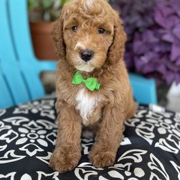 Goldendoodle Puppies from Deerly Doodles