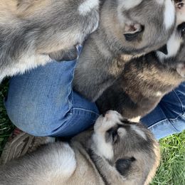 Siberian Huskies from Addicted to the Husky Life