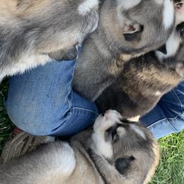 Siberian Huskies from Addicted to the Husky Life