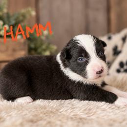 Hamm - Black male Border Collie puppy in Sanger, California from Flying M Cactus Ranch Buddies