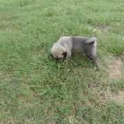 Kangal Puppies from DASA Ridge Kangals