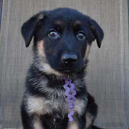 Purple Girl - Black and tan female German Shepherd puppy in Grants Pass, Oregon from Granville German Shepherds