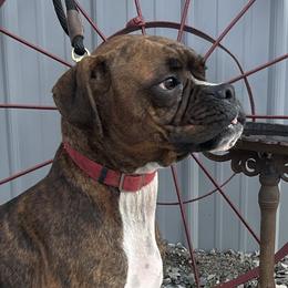 Niva - Boxer