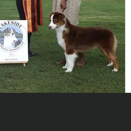 Rose - Australian Shepherd