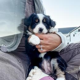 Judy - Black tri female Miniature Australian Shepherd puppy in Goldsboro, North Carolina from Maple Ridge Farm