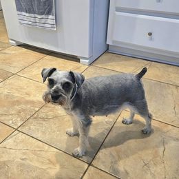 Evey - Miniature Schnauzer
