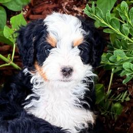 Waldo - Tri-color male Bernedoodle puppy in Saint Francis, Kansas from Land of Oz Doodles