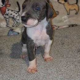 Diesel - Mantle male Great Dane puppy in Walker, Louisiana from La Rebel Danes