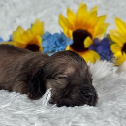 Nana - Cream female Dachshund puppy in Dothan, Alabama from Little House Pups