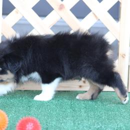 CanAm - Black tri-color male Australian Shepherd puppy in Circleville, Utah from Canyon Creek Aussies