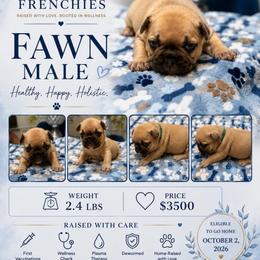 Boy 5 - Fawn male French Bulldog puppy in Waldorf, Maryland from Holistic Frenchies