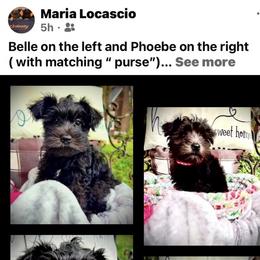 Miniature Schnauzer Puppies from Sophie’s Choice Puppies