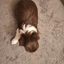 Havanese Puppies from Coyle Havanese Babies