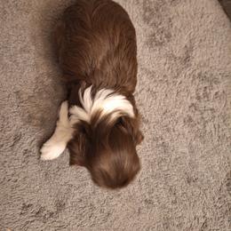 Havanese Puppies from Coyle Havanese Babies