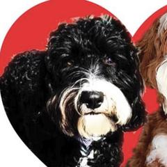 Palmer  - Australian Cobberdog