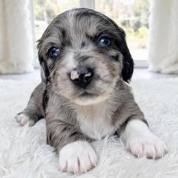 Zion - Dapple male Dachshund puppy in Richmond, Virginia from Irresistible Dachshunds & Cavaliers